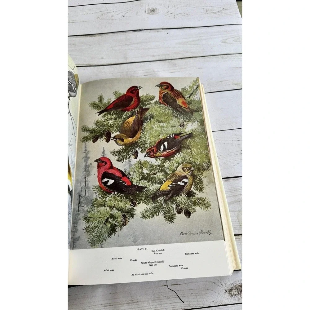 American Birds Forbush & May Bramhall House Illustrated Natural History